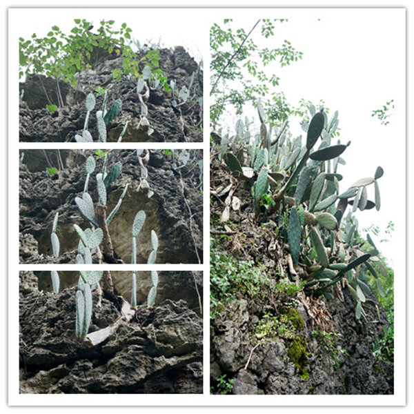 多彩貴州，魅力天下，2021年廣東博皓快樂(lè)貴州行-4